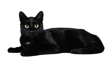 Reclining Black Domestic Cat with Green Eyes and Short Fur © Elowen