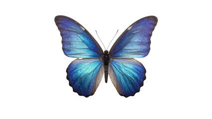 Vibrant Blue Morpho Butterfly with Delicate Wing Patterns © Elowen