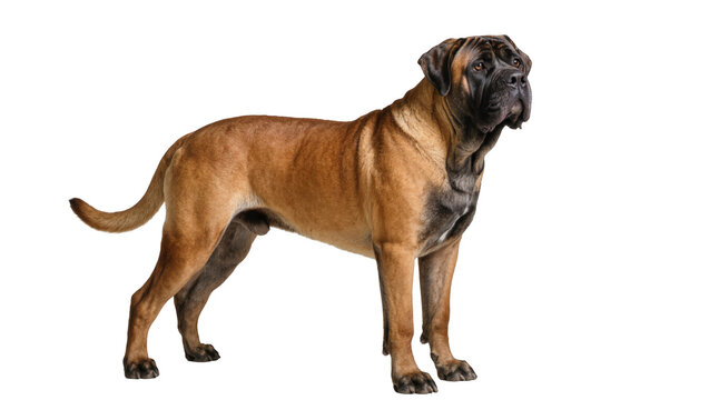 Adult Tawny English Mastiff Standing Profile View