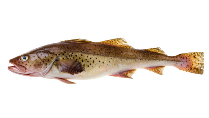 Fototapeta premium Brown speckled Pollack fish with orange fins and dark markings