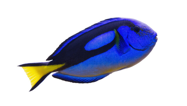 Blue Regal Tang Fish with Yellow Tail and Dark Spot Pattern