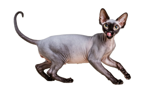 Gray Sphynx Cat Running with Tongue Out Showing Pink Gums