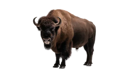 Fototapeten Bison Brown Bison Standing Facing Forward with Curved Horns  © Elowen