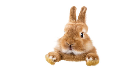 Fototapeta premium Brown Baby Rabbit Sitting with Front Paws Extended