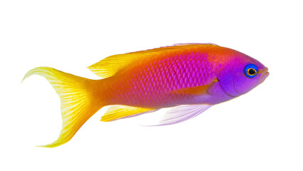 Vibrant orange yellow and purple tropical fish swimming © Elowen