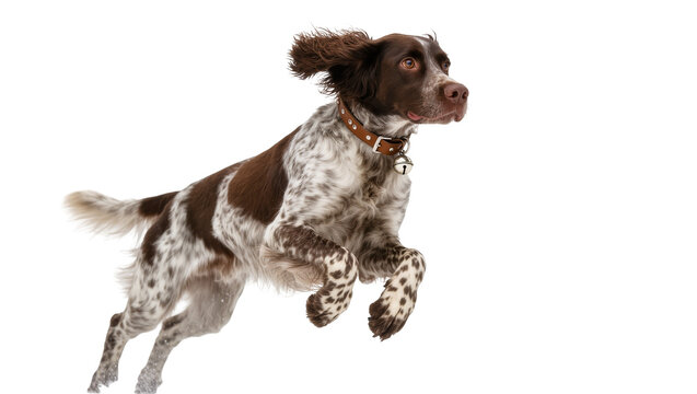 Energetic Brown and White English Springer Spaniel Jumping Mid-Air
