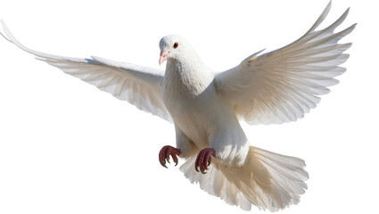 Fototapeta premium White Dove in Flight with Extended Wings and Talons
