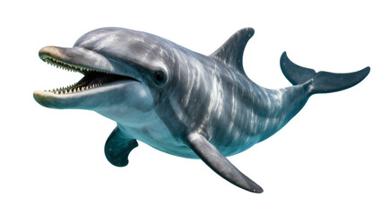 Fototapeta premium Gray smiling dolphin swimming with dark fin and smooth skin