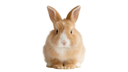Fototapeta premium Tan fluffy rabbit with long ears and pink nose facing forward