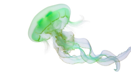 Green translucent jellyfish with flowing tentacles and delicate fronds © Elowen