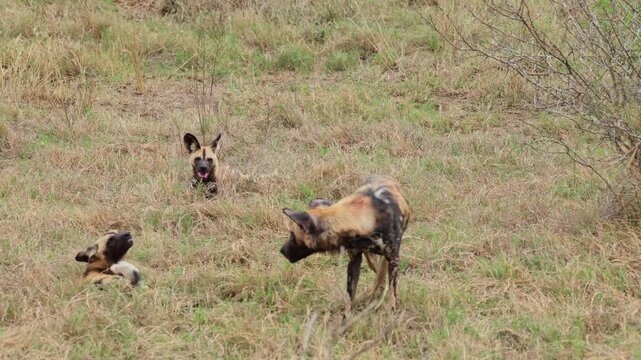 View of a pack of African wild dogs interacting in the tall grass of the savanna in Kruger Park, Mpumalanga, South Africa.