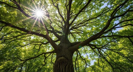 Fototapeta premium A majestic oak tree with vibrant green leaves and strong branches, illuminated by the bright sun shining through its canopy.