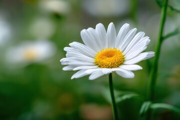 Fototapeta premium White daisy flower with yellow center