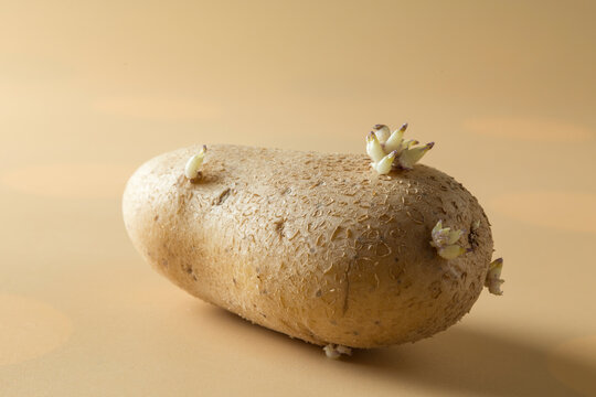 Macro Shot of Sprouting Potato