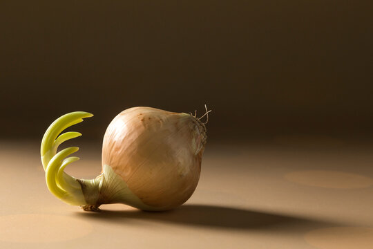 Sprouting Red Onion on Neutral Background