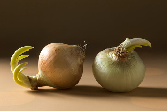 Sprouting Onions on Neutral Background