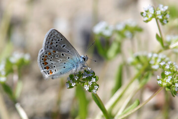 papillon azuré commun argus bleu au printemps © franck stefanini