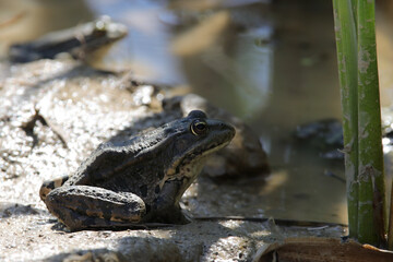 Fototapeta premium Grenouille rieuse au soleil de mai,