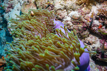 coral reef in the red sea © Evgenios