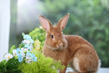 Fototapeta premium Brown orange young rabbit on grey wood floor with green plant decoration as summer nature with green background. Happy bunny and relax pet.