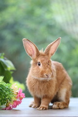 Fototapeta premium Brown orange young rabbit on grey wood floor with green plant decoration as summer nature with green background. Happy bunny and relax pet.