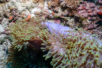 coral reef with fish © Evgenios