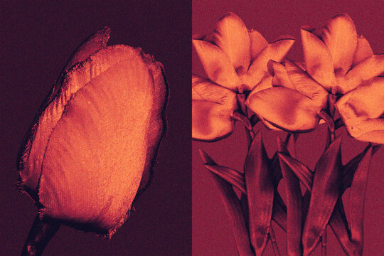 Retrato de Flor experimental