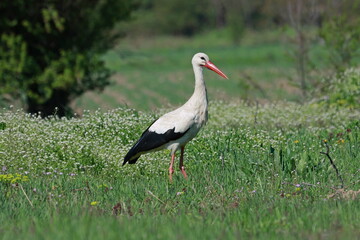 Obraz premium White Stork (Ciconia ciconia) on the green meadow