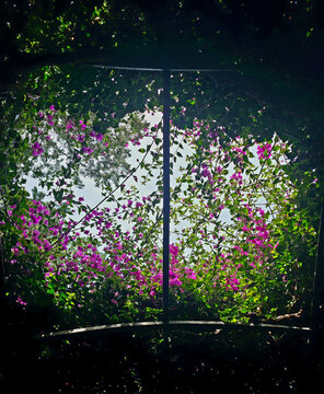 Bougainvillea Blooms: A colorful cluster of flowering vines against a sunny sky in the Mediterranean