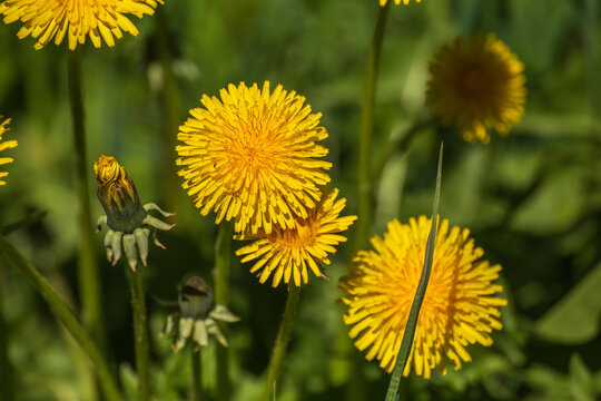 L&ouml;wenzahn (Taraxacum officinale) in voller blute