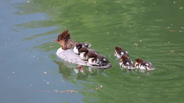 View of a female common merganser swimming in green water with ducklings on her back and following behind in Mulhouse, Grand Est, France.