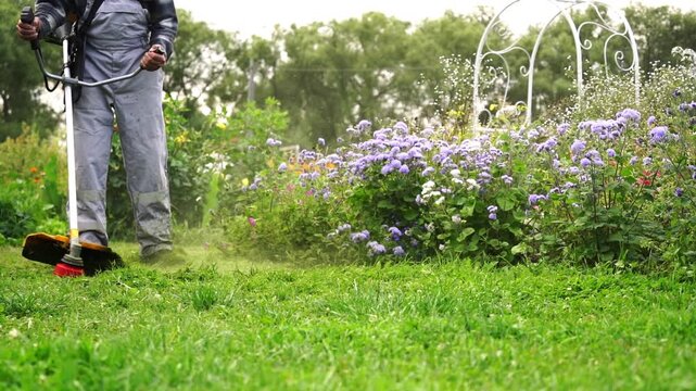 Man trims grass with a powered edger. Lush green lawn follows his path. Purple flowers bloom nearby. White arch trellis stands behind. He moves steadily, focused on work
