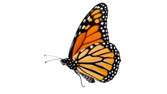 Vibrant Monarch Butterfly Resting Side View with Detailed Wing Pattern