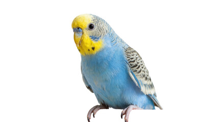 Blue grey budgerigar parrot with yellow head crest © Isolde