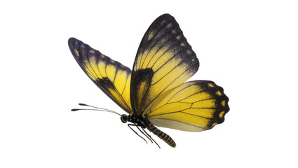 Yellow black patterned butterfly with delicate wings and long antennae © Isolde