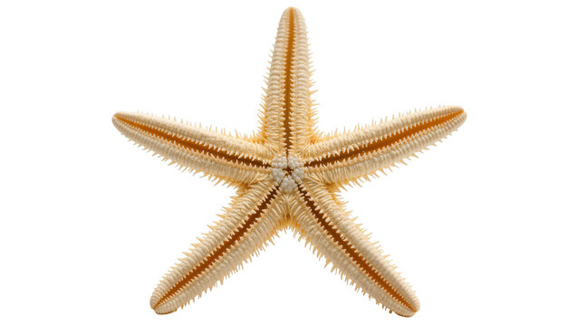 Pale Sand Dollar Starfish with Spines and Textured Arms
