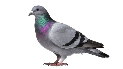 Gray pigeon with iridescent neck feathers standing on legs © Isolde