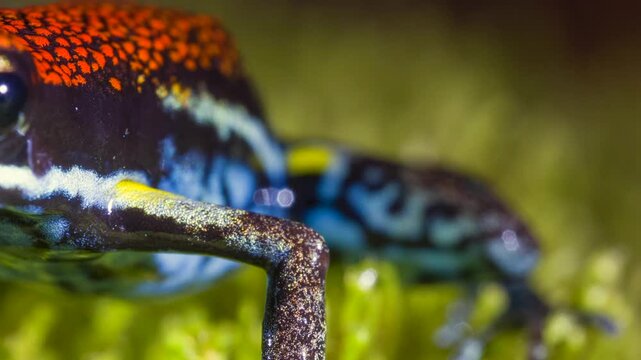 Ecuadorian Poison Frog (Ameerega bilinguis), Close-up. In rainforest, Orellana province, Ecuador.
