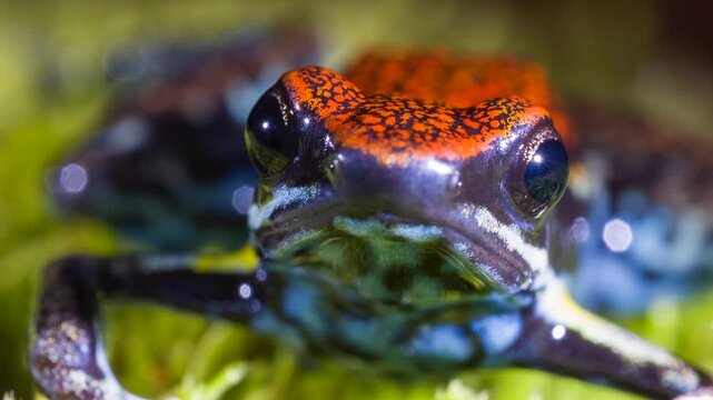 Ecuadorian Poison Frog (Ameerega bilinguis), Close-up. In rainforest, Orellana province, Ecuador.