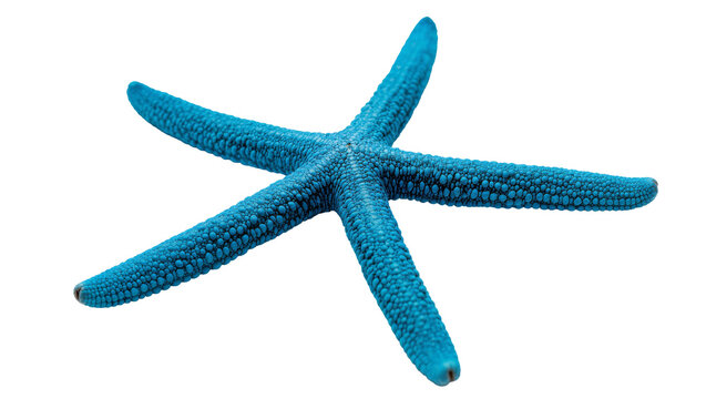 Vibrant blue starfish with textured surface and five arms