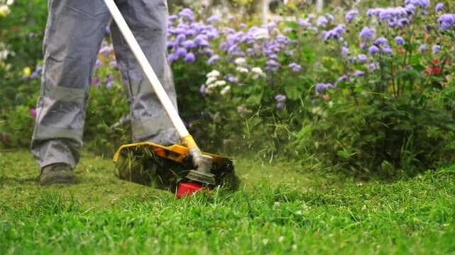 Gardener trims grass with a weed whacker. Purple flowers bloom behind the green lawn. Dust rises from freshly cut grass. Person wears sturdy boots and work pants