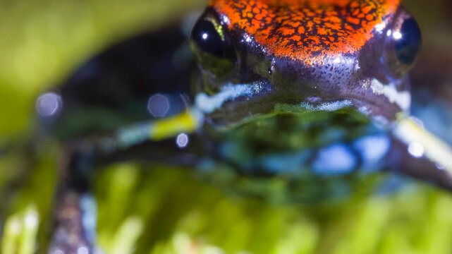 Ecuadorian Poison Frog (Ameerega bilinguis), Close-up. In rainforest, Orellana province, Ecuador.