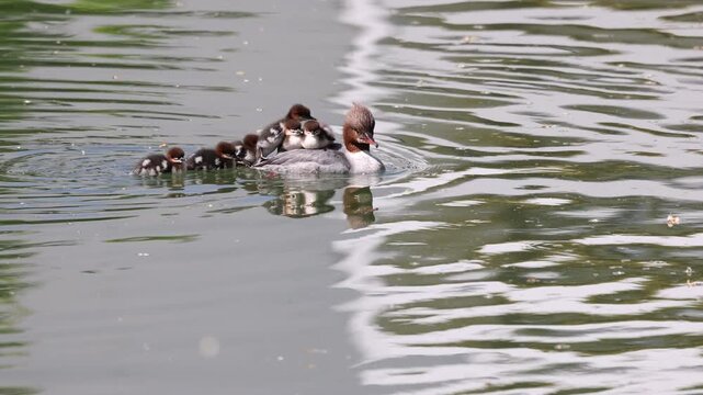 View of a female common merganser swimming in green water with several ducklings riding on her back in Mulhouse, Grand Est, France.