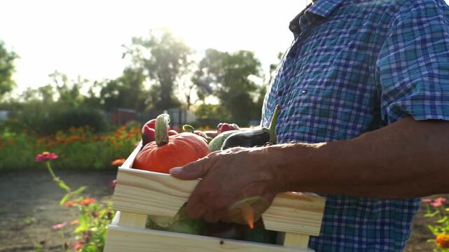 Sunlight glows over a garden. Person holds a wooden crate. Fresh vegetables fill the crate. Tomatoes and squash sit inside. Green foliage and flowers surround. Garden feels peaceful and bountiful