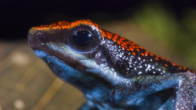 Ruby Poison Frog (Ameerega parvula), Rain drops fall onto the frog which blinks. In rainforest, Orellana province, Ecuador.