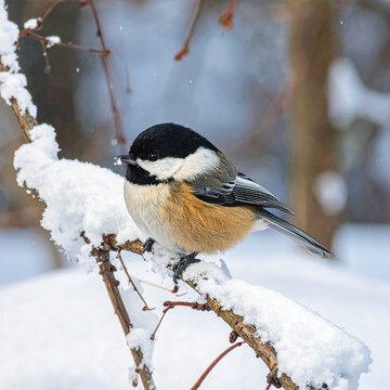 Burung Black-capped Chickadee bertengger di dahan yang tertutup salju