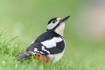 Obraz premium Great Spotted Woodpecker (Dendrocopos major) male resting in grass with upward gaze, common species in the Czech Republic