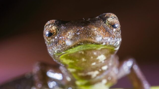 Peruvian Climbing Salamander (Bolitoglossa peruviana) walking along a leaf. In Orellana province, Ecuador