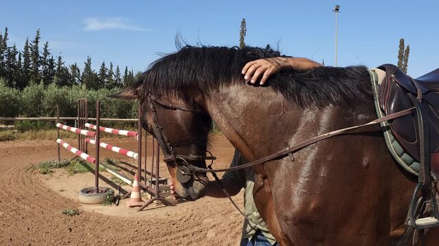 video of a man feeding a horse from his hand. The topic of animal husbandry, animal care, and equestrian sports
