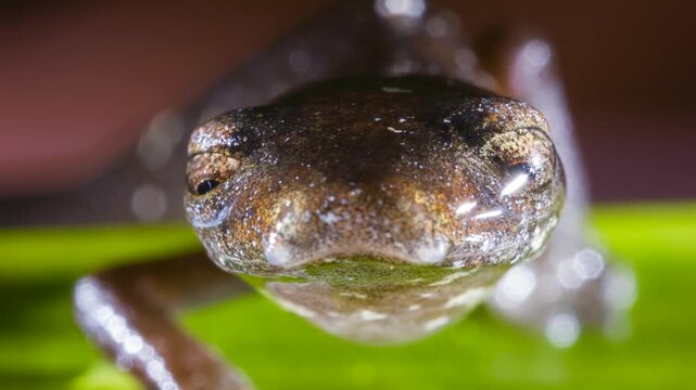 Peruvian Climbing Salamander (Bolitoglossa peruviana) walking along a leaf. In Orellana province, Ecuador